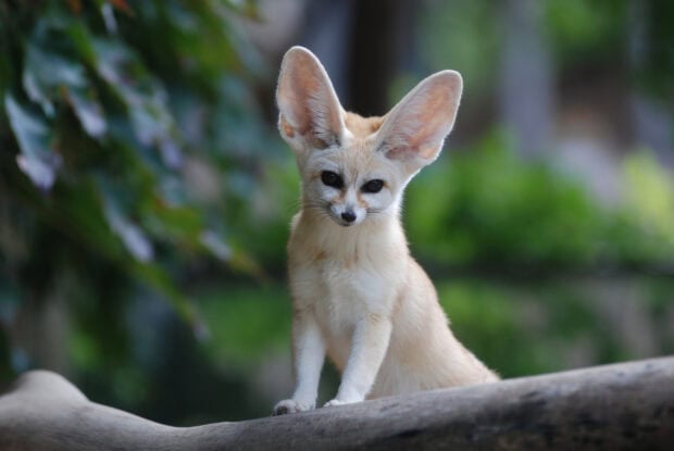 A fennec fox standing on a tree branch in a natural green environment