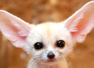 A close up of a fennec fox with large ears and dark eyes against a blurred background