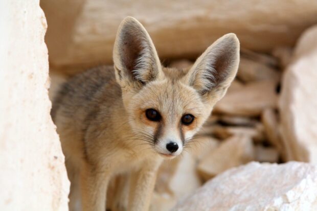 A young fennec fox peeks curiously from behind desert rocks in natural habitat
