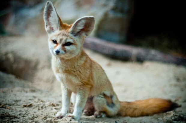 A young fennec fox with large ears sitting on sandy ground in natural habitat