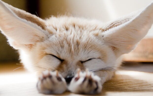 Close up of fennec fox sleeping peacefully with its ears stretched out