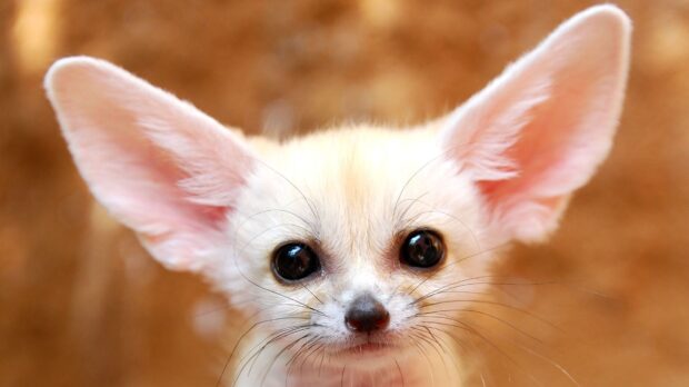 A close up of a fennec fox with large ears and dark eyes against a blurred background