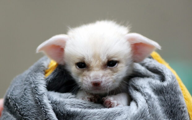 A small fennec fox wrapped in a soft blanket looking calmly at the camera