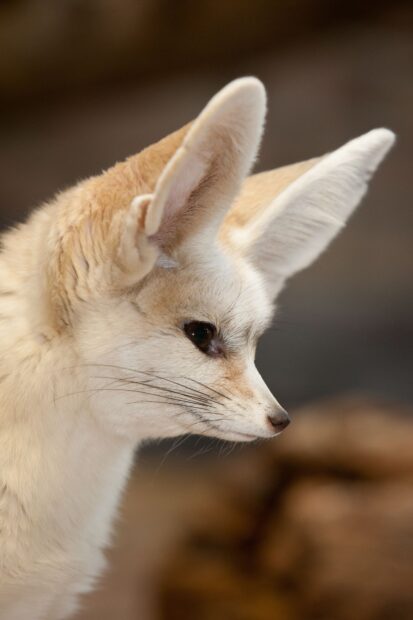 A close up profile of a fennec fox showing its large ears and delicate face
