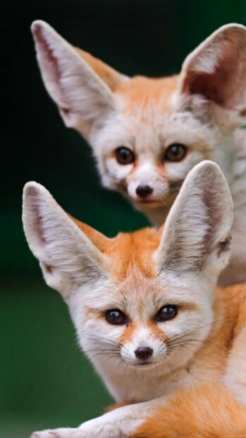 Close up of a fennec fox showing its large ears in a natural setting