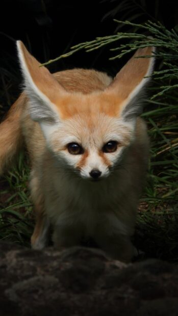 A close up of a fennec fox looking directly with large eyes in the grass