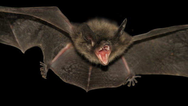 A fierce bat with its mouth open flying against a black background, 4K Desktop Wallpaper