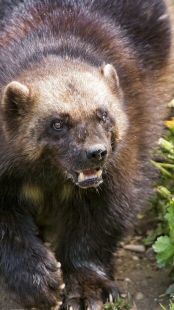 A wolverine animal is shown walking through greenery with sharp teeth visible, HD Phone Wallpaper