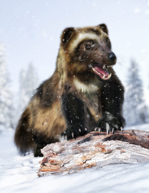 A fierce wolverine animal stands on snow covered ground near a log during snowfall, 2K Mobile Wallpaper