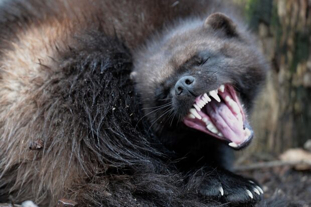 A wolverine is snarling with its sharp teeth visible in this close up image, HD Desktop Wallpaper