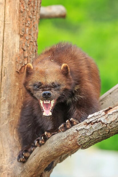 A fierce wolverine is snarling while clinging to a tree branch in nature, HD Desktop Wallpaper