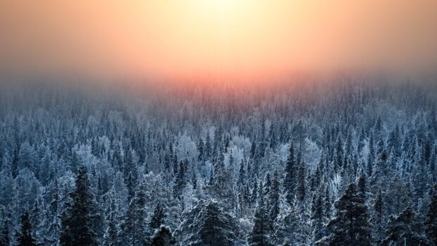 Winter forest landscape covered with snow in Finland at sunrise