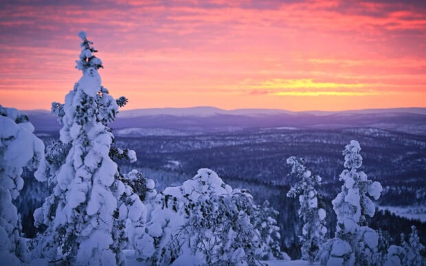 Snow covered trees in the Finland forest during a vibrant sunset