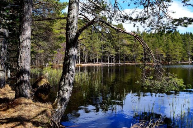 A serene Finnish forest scene with pine trees reflecting on a calm lake surface