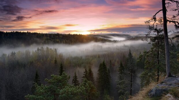 Mist rolling over the dense forest in Finland at sunrise