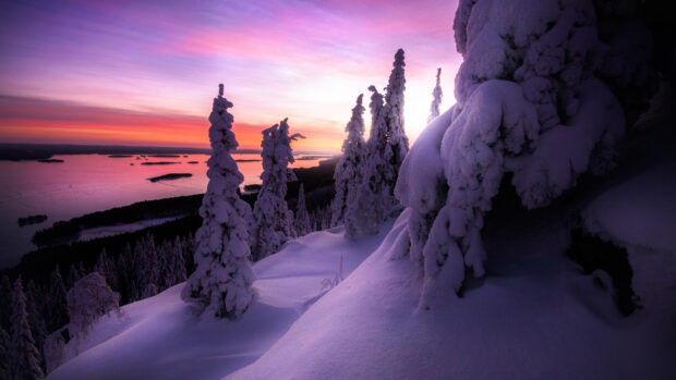 Snow covered trees in Finland during a colorful sunset over a frozen lake