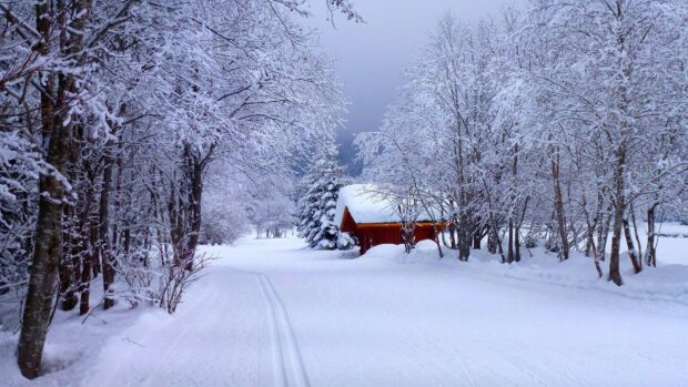 Winter landscape with snowy trees and a wooden cabin in Finland