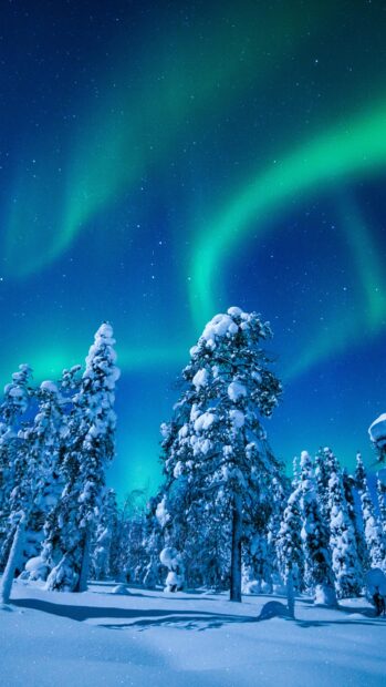 Snow covered trees under northern lights in Finland at night