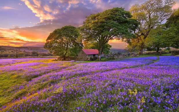 A beautiful flower field with vibrant purple blooms under large green trees and a colorful sunset sky