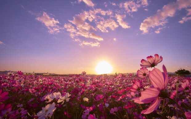 A vibrant flower field with colorful blossoms under a glowing sunset sky