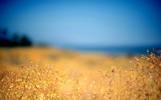 Yellow flower field in foreground with blurred ocean horizon in background