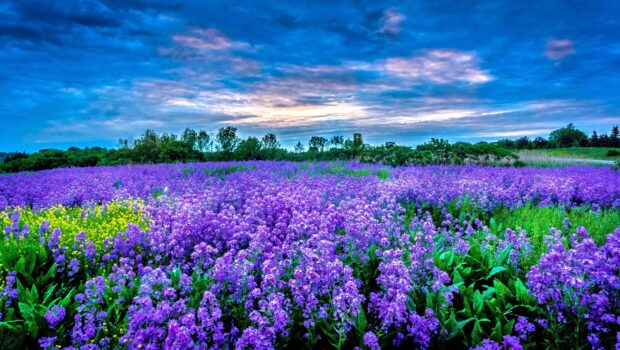 A vast flower field full of colorful purple and yellow flower field under a cloudy sky