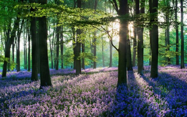 Purple flower field under tall trees with sunlight filtering through the leaves
