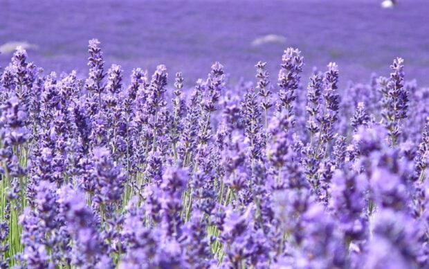 A lavender field filled with blooming flowers stretching across the landscape in vibrant purple hues