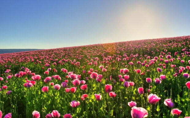 A vast flower field filled with pink blooms under a clear blue sky