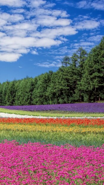 Colorful flower field with vibrant blooms under a bright blue sky and green trees in the background