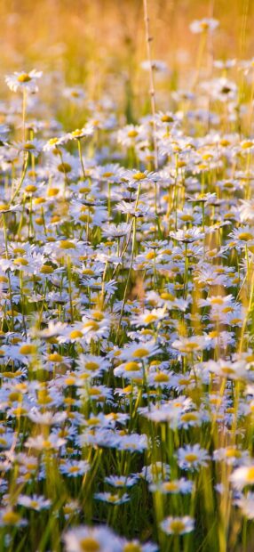 A vibrant wildflower field filled with blooming daisies under warm sunlight