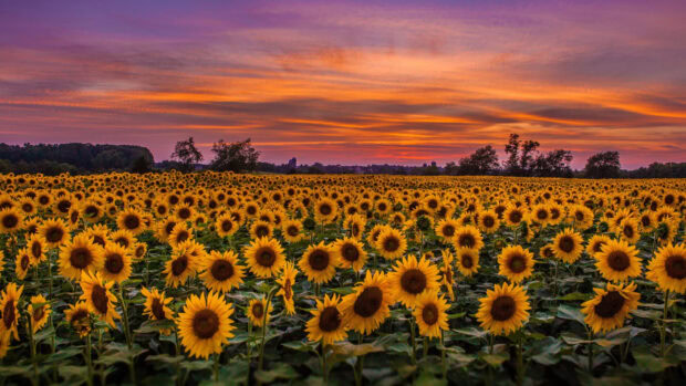 A vibrant flower field with sunflowers stretching across the landscape at sunset