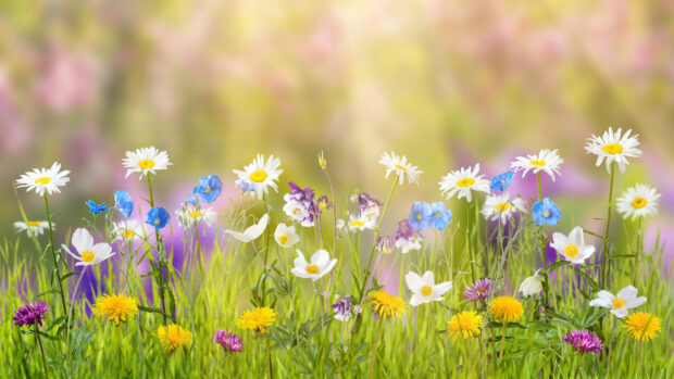A variety of colorful flowers growing in a flower field with green grass and blurred background