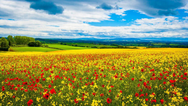 A vibrant flower field with red and yellow blooms stretching across the landscape under a partly cloudy sky