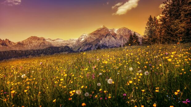 A vibrant flower field with yellow and purple blooms under a golden sunset sky in the mountains