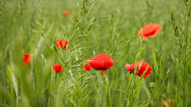 Red poppies blooming in a flower field with tall green grass in the background