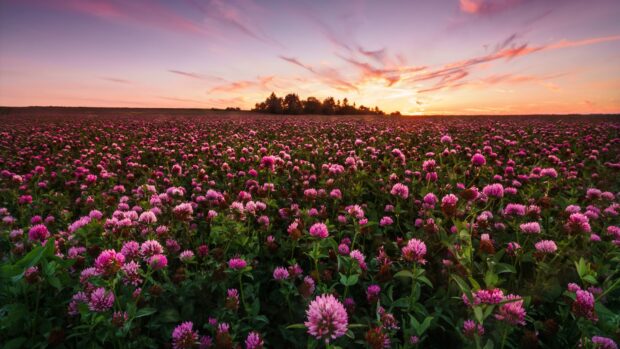 A vast field of clover flowers glowing under a colorful sunset sky in the countryside