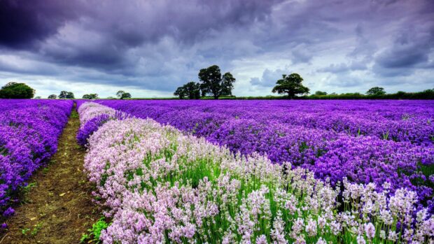 A vibrant flower field with purple and light pink lavender plants under a cloudy sky