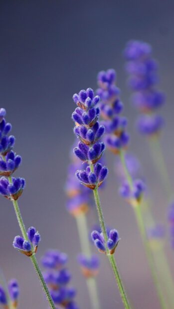 Close up of lavender flower field in soft focus natural light