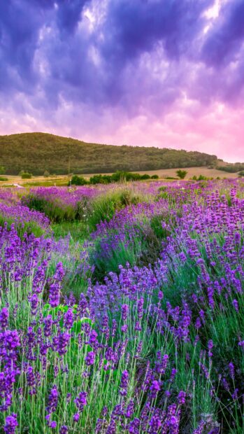 Purple flower field under vibrant colorful sky in a natural landscape