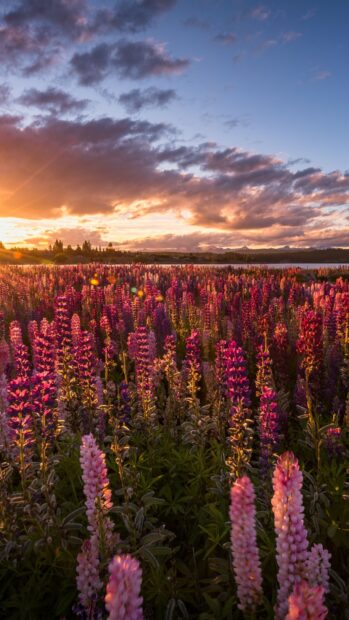 A vibrant flower field with pink and purple lupine flowers blooming under a colorful sunset sky