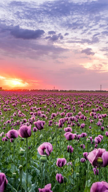 Vast flower field with purple blooms under a colorful sunset sky