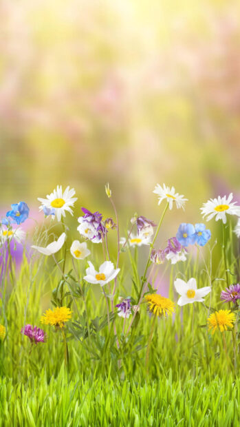 Wild flowers growing in a vibrant flower field with green grass and colorful blooms