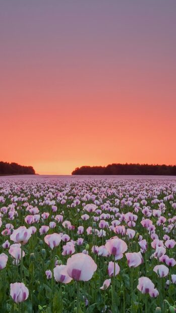 A flower field with purple blooms under a vibrant sunset sky