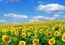 A vast field filled with blooming sunflowers under a bright blue sky with scattered clouds