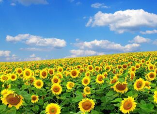 A vast field filled with blooming sunflowers under a bright blue sky with scattered clouds