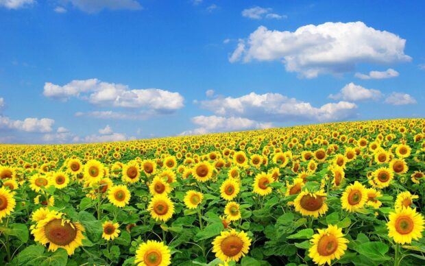 A vast field filled with blooming sunflowers under a bright blue sky with scattered clouds