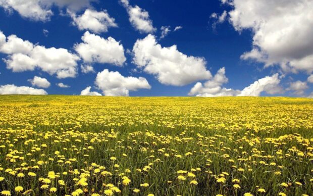 A vast field of yellow flower field under a bright blue sky with scattered clouds