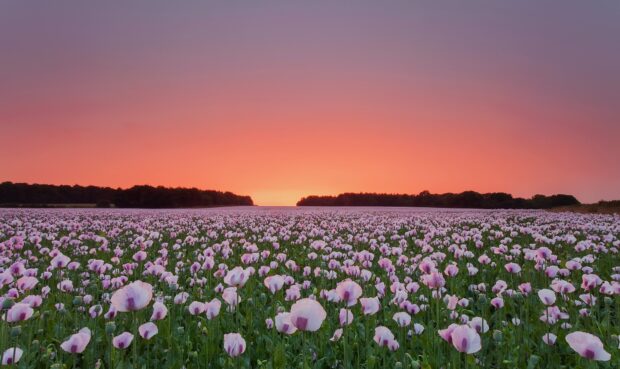 A vast flower field blooming under a colorful sunset sky
