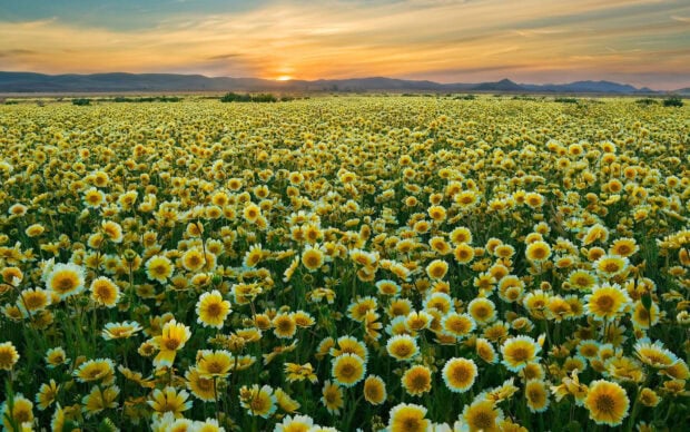 A vast flower field full of yellow daisies under a sunset sky